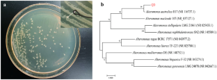 Effect of fermentation pH on the structure, rheological properties, and antioxidant activities of exopolysaccharides produced by Alteromonas australica QD.