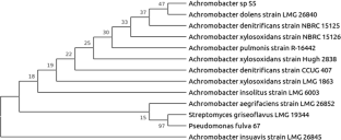 Isolation and characterization of a newly chrysene-degrading Achromobacter aegrifaciens.