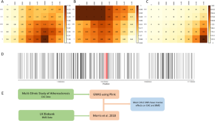 Altered Caveolin-1 Dynamics Result in Divergent Mineralization Responses in Bone and Vascular Calcification.