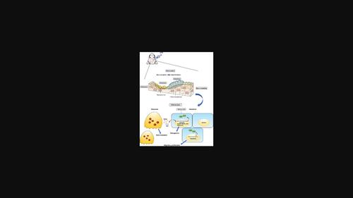 Loss of signal transducer and activator of transcription 3 in osteoblasts impaired the bone healing in inflammatory microenvironment.