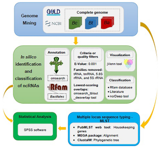 Genomic insights into the diversity of non-coding RNAs in Bacillus cereus sensu lato