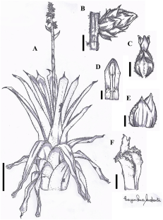 Hohenbergia erecta (Bromeliaceae: Bromelioideae), a New Once-branched Species from Chapada Diamantina, Bahia State, Brazil