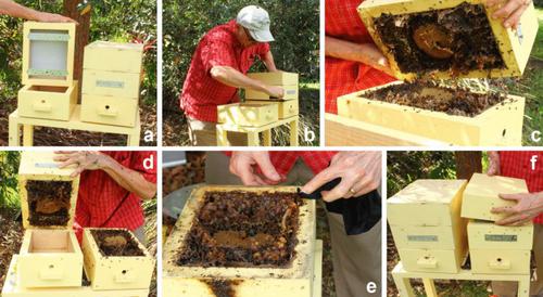 Stingless bee (Tetragonula carbonaria) foragers prioritise resin and reduce pollen foraging after hive splitting