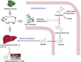 Mulberry leaf supplementation inhibits skatole deposition by regulating gut microbiota and upregulating liver cytochrome P450 1A1 expression in finishing pigs