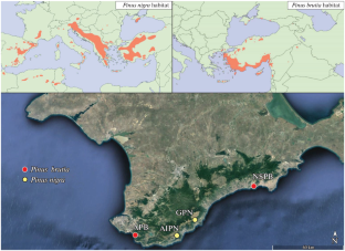 Application Potential of the Blue Intensity Parameter for Estimation of Tree Radial Growth Climatic Response on the Crimean Peninsula