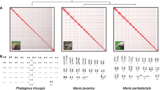 Chromosome-length genome assemblies and cytogenomic analyses of pangolins reveal remarkable chromosome counts and plasticity.