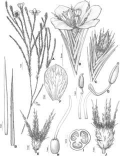 Microlicia coronata (Melastomataceae), a new ericoid species from the Serra das Almas, Bahia, Brazil