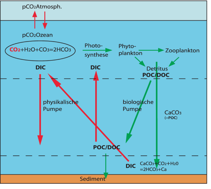 Can neural networks predict steady annual cycles of marine ecosystems?