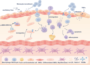 Netrin-1 and RGMa: Novel Regulators of Atherosclerosis-Related Diseases.