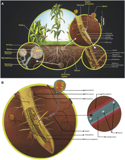 Disentangling arbuscular mycorrhizal fungi and bacteria at the soil-root interface.