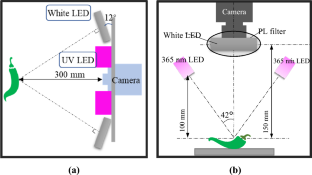 Investigating the characteristics of fluorescence features on sweet peppers using UV light excitation.