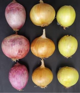 Genetic analysis of the interaction between G and R loci involved in the determination of bulb colors in onion (Allium cepa L.)