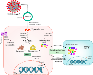 SARS-CoV-2 envelope protein induces necroptosis and mediates inflammatory response in lung and colon cells through receptor interacting protein kinase 1