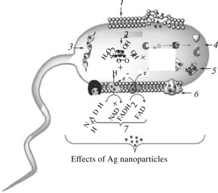 Investigation of the Bactericidal Properties of Textile Materials Modified with Bimetallic Nanoparticles