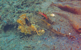 The First Finding of Egg Masses of the Whip Sculpin Gymnocanthus intermedius (Temminck et Schlegel, 1843) (Cottidae) in Peter the Great Bay (Sea of Japan)