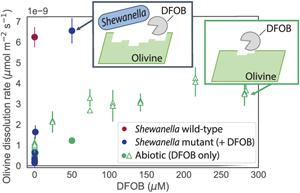 Bacterial use of siderophores increases olivine dissolution rates by nearly an order of magnitude