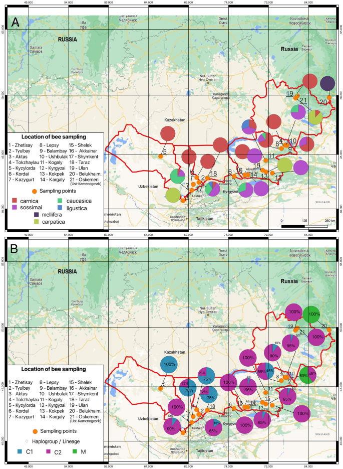 First evaluation of genetic diversity among honeybee populations in Kazakhstan