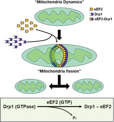 Identification of elongation factor-2 as a novel regulator of mitochondrial fission