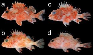 Neomerinthe ignea, a new species of scorpionfish (Teleostei: Scorpaenidae) from the western Pacific Ocean, with a review of records of N. erostris (Alcock 1896)