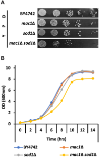 The essential liaison of two copper proteins: the Cu-sensing transcription factor Mac1 and the Cu/Zn superoxide dismutase Sod1 in Saccharomyces cerevisiae.