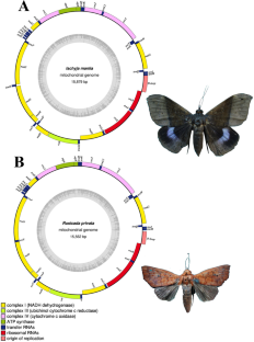 Phylogenomics including the newly sequenced mitogenomes of two moths (Noctuoidea, Erebidae) reveals Ischyja manlia (incertae sedis) as a member of subfamily Erebinae.