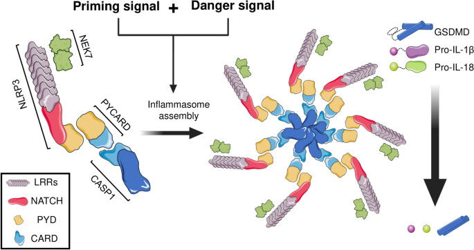 Exploring the role of the inflammasomes on prostate cancer: Interplay with obesity.