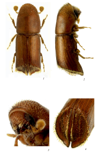 Description of a New Species of the Bark Beetle Genus Pityophthorus Eichhoff, 1864 (Coleoptera, Curculionidae: Scolytinae) from Peru