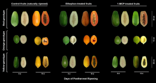 Ethylene-driven expression of genes involved in carotenoid biosynthesis during postharvest ripening is different in creole and commercial Carica papaya L. fruits