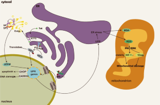 Disruption of blood-brain barrier: effects of HIV Tat on brain microvascular endothelial cells and tight junction proteins.