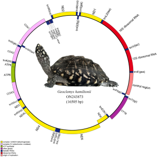 The Characterization of Mitochondrial Genome of Spotted Pond Turtle (Geoclemys hamiltonii).