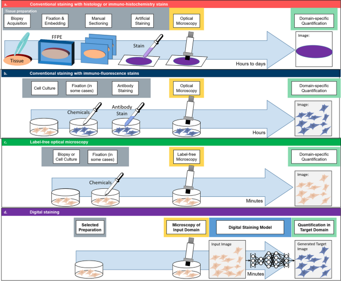 Digital staining in optical microscopy using deep learning - a review