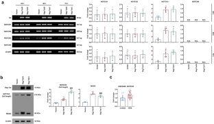 HIV-1 subtype B Tat enhances NOTCH3 signaling in astrocytes to mediate oxidative stress, inflammatory response, and neuronal apoptosis.