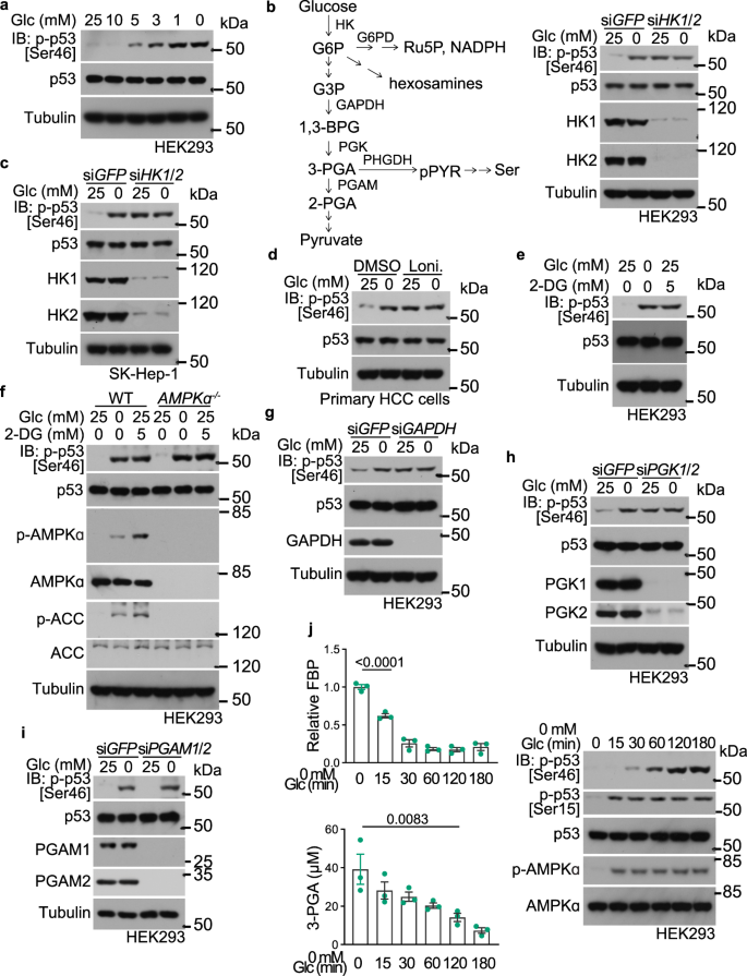 Low glucose metabolite 3-phosphoglycerate switches PHGDH from serine synthesis to p53 activation to control cell fate