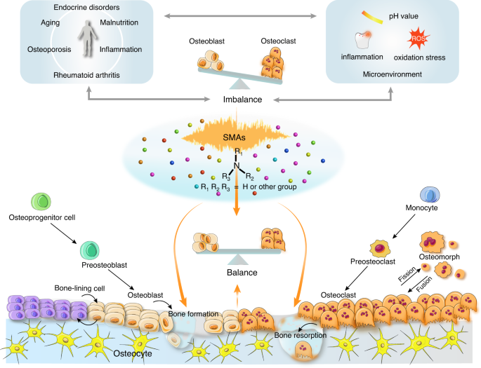 Small-molecule amines: a big role in the regulation of bone homeostasis.