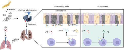 Inhalation of panaxadiol alleviates lung inflammation via inhibiting TNFA/TNFAR and IL7/IL7R signaling between macrophages and epithelial cells