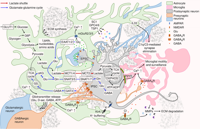 Role of glia and extracellular matrix in controlling neuroplasticity in the central nervous system.