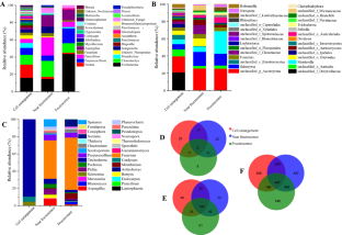 Effects of rhizosphere microbiome on the fruit of Cinnamomum migao H. W. Li: culture, amplicon sequencing, and metagenomic sequencing