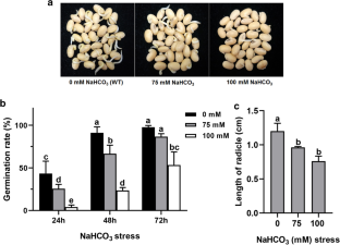 Strigolactone Enhances Alkaline Tolerance in Soybean Seeds Germination by Altering Expression Profiles of ABA Biosynthetic and Signaling Genes