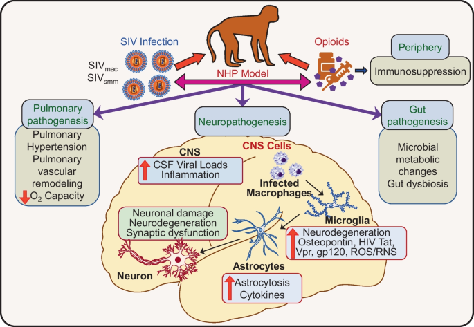 Opioid abuse and SIV infection in non-human primates.