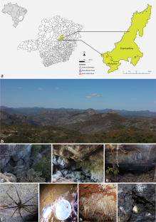 Shedding light on the darkness: a new genus and four new species in the family Chaetomiaceae from Brazilian neotropical caves revealed by multi-gene phylogenetic analyses