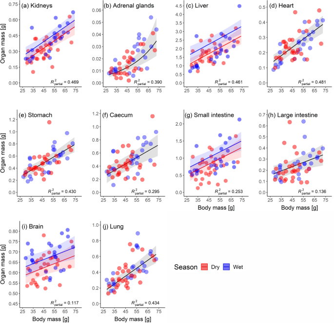 African striped mice have relatively smaller brains in the food deprived dry season than in the wet season