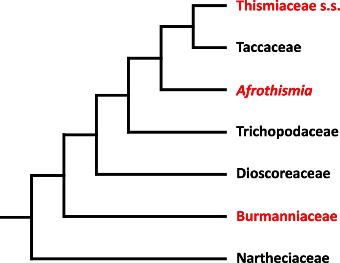 Afrothismiaceae (Dioscoreales), a new fully mycoheterotrophic family endemic to tropical Africa