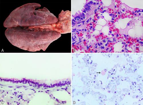 A Novel Host of an Emerging Disease: SARS-CoV-2 Infection in a Giant Anteater (Myrmecophaga tridactyla) Kept Under Clinical Care in Brazil.