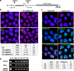 Constitutive heterochromatin propagation contributes to the X chromosome inactivation.