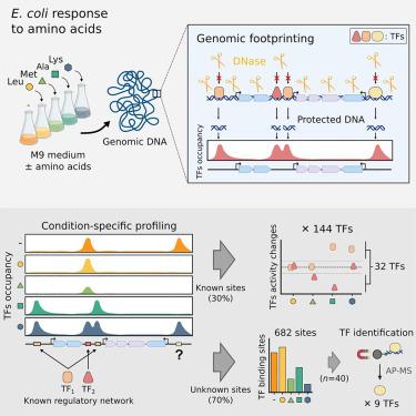 Genomic footprinting uncovers global transcription factor responses to amino acids in Escherichia coli.