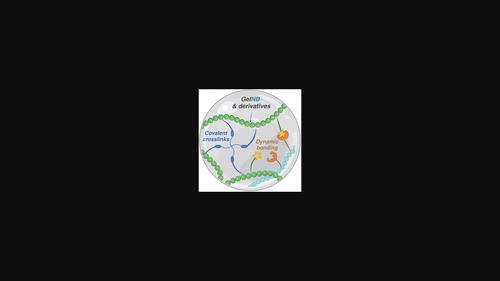 Orthogonally Crosslinked Gelatin-Norbornene Hydrogels for Biomedical Applications