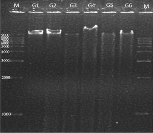 Improved DNA isolation protocol from leaves and embryos of Terminalia bellirica: a tree species of high-medicinal importance