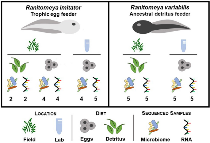 Evidence for a Parabasalian Gut Symbiote in Egg-Feeding Poison Frog Tadpoles in Peru