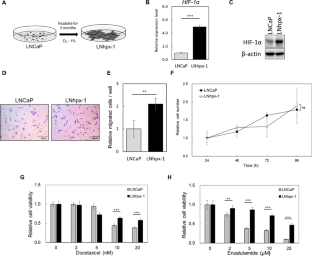 The sialyl-Tn antigen synthase genes regulates migration-proliferation dichotomy in prostate cancer cells under hypoxia.