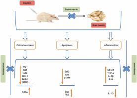 Neuroprotective effect of lansoprazole against cisplatin-induced brain toxicity: Role of Nrf2/ARE and Akt/P53 signaling pathways